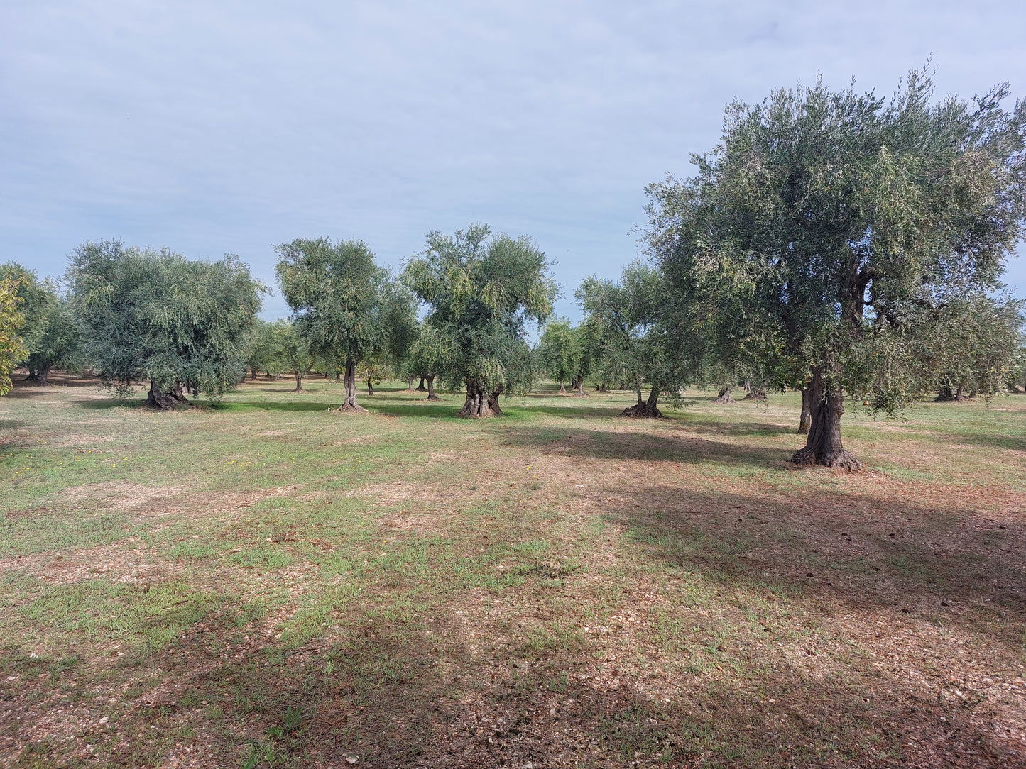 Aperitivo in oliveto