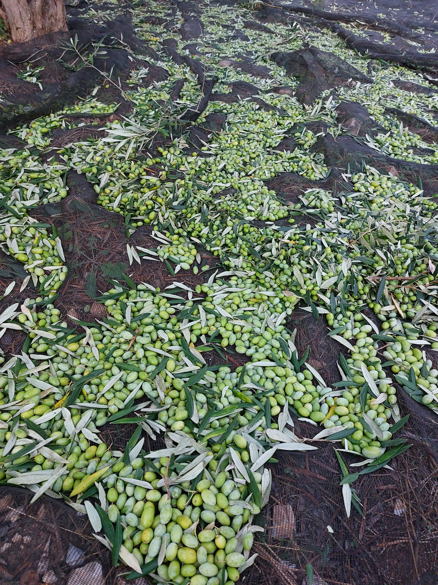 Olio extravergine Tenuta la Marchesa 3L